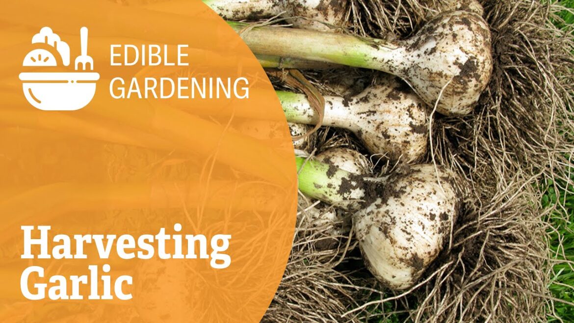 Harvesting Garlic