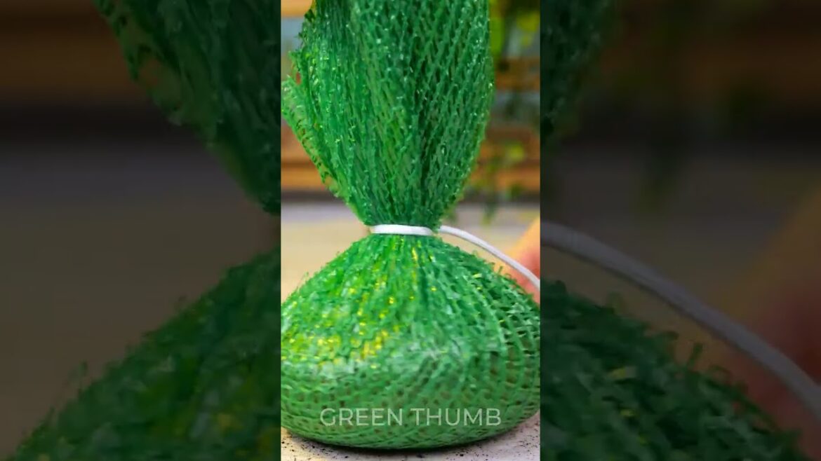 The most unusual plants at home with these incredible tips ☘