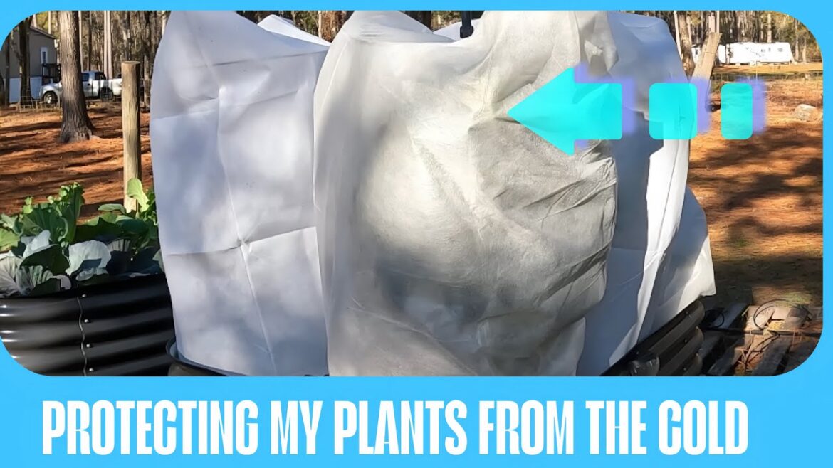 Protecting my Plants From the Cold🥶🥶❄️❄️🌬️🌬️ Protecting my Plants From the Cold🥶🥶❄️❄️🌬️🌬️