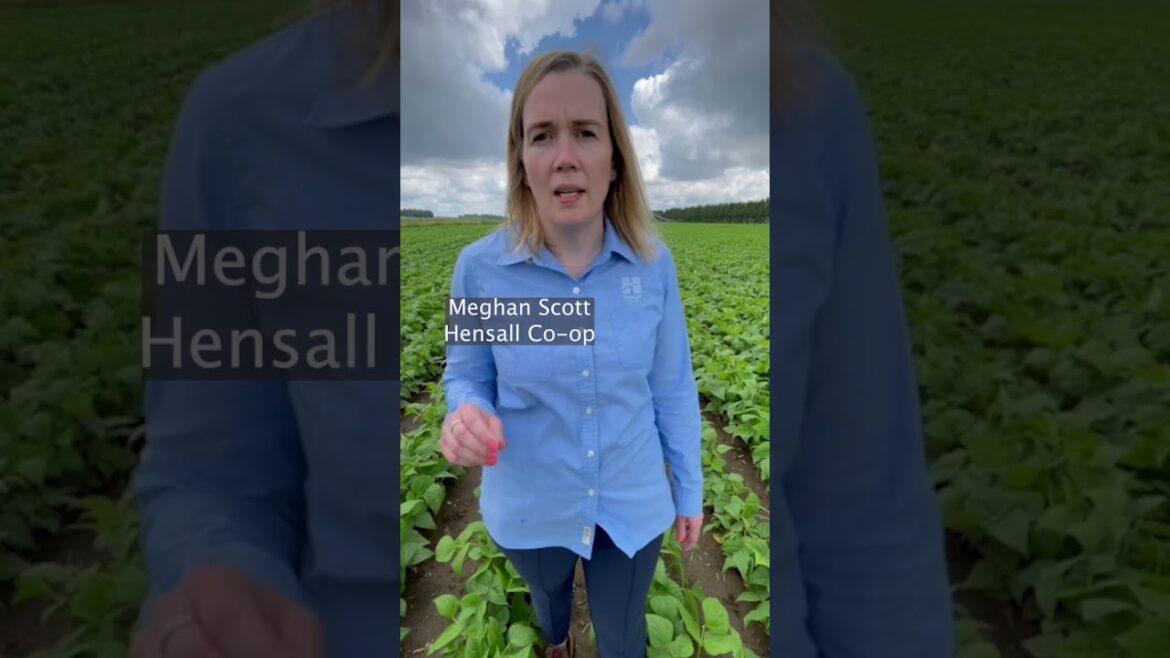 Check out this episode of the Edible Bean School on fungicide strategies for white mould control