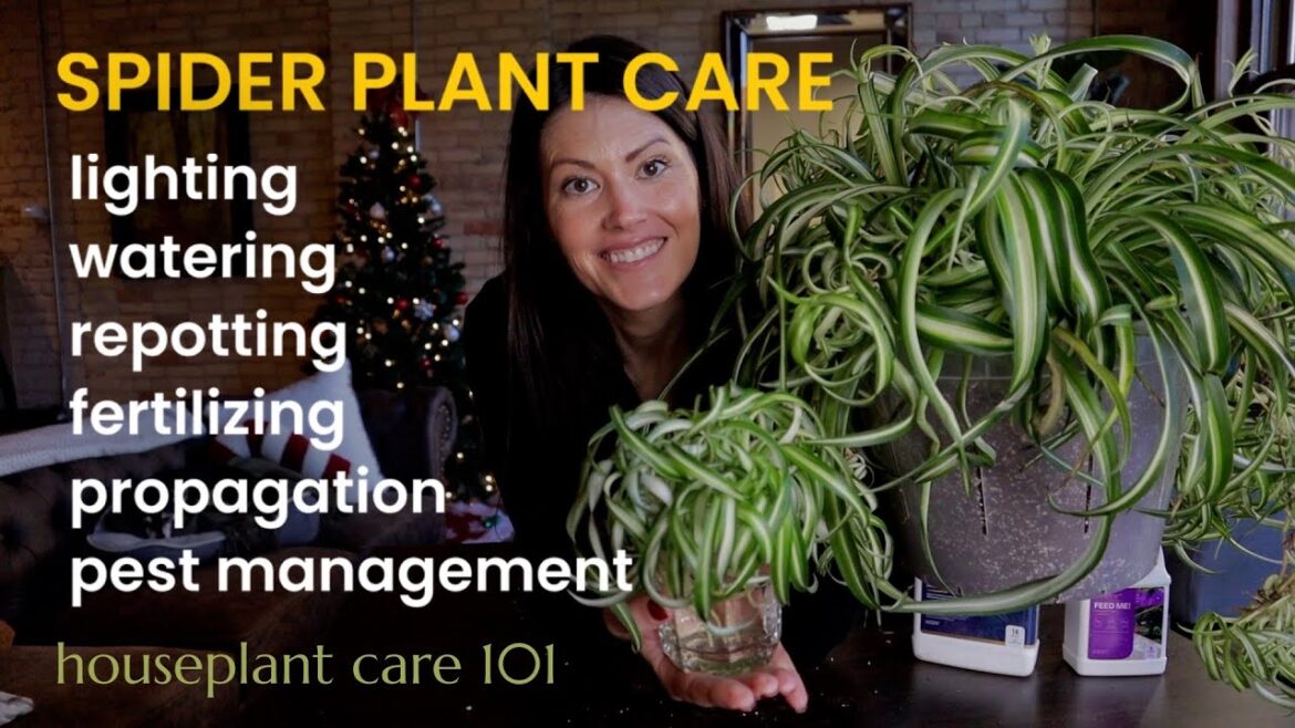 COMPLETE Spider Plant Care – Watering, Lighting, Repotting, Propagation & More -Houseplant Care 101 COMPLETE Spider Plant Care - Watering, Lighting, Repotting, Propagation & More -Houseplant Care 101