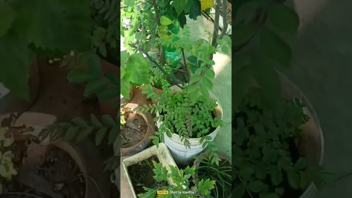 #gardendesign #shortsfeed #comedy