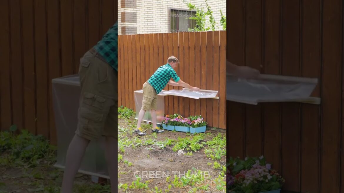 Cute mini greenhouse, hanged flowers and lawn! He did it! Cute mini greenhouse, hanged flowers and lawn! He did it!