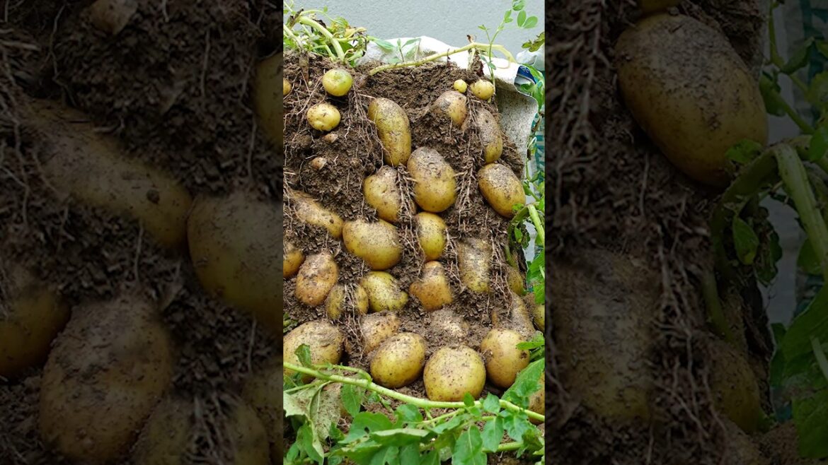Special Techniques For Growing Potatoes Without a Garden