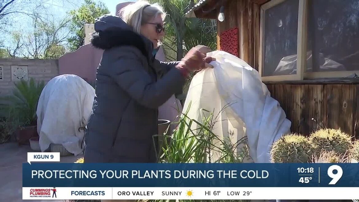 Protecting your plants during cold weather