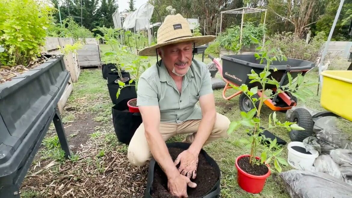 Planting a Heap of Big Malakas in Grow Pots to conduct a massive Grostik Trial!