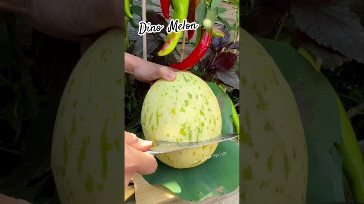 Fruit Cutting Melon Dino π±#shorts #satisfying #fruit #enjoy #garden Fruit Cutting Melon Dino π±#shorts #satisfying #fruit #enjoy #garden