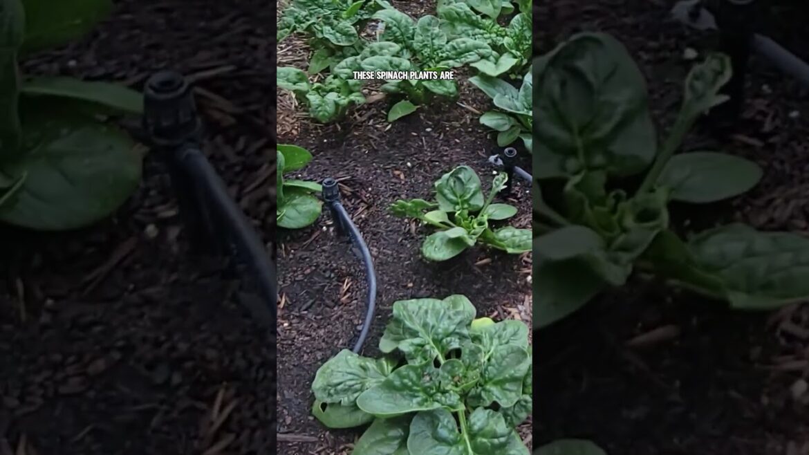 "Winter Vegetables: What to Grow in January for a Bountiful Harvest!"