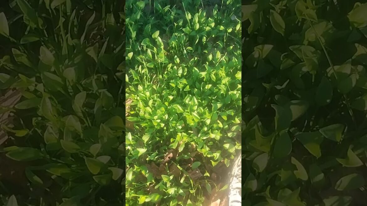 Minors lettuce when young. Edible.