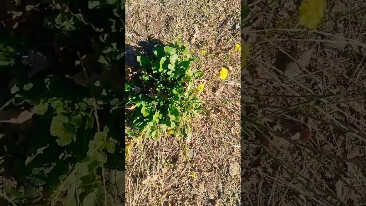 Wild Mustard taste really sweet.  Grows in fields. Edible.