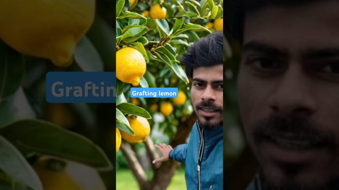 I Grafted 300 Lemons to One Tree #shorts #ytshorts