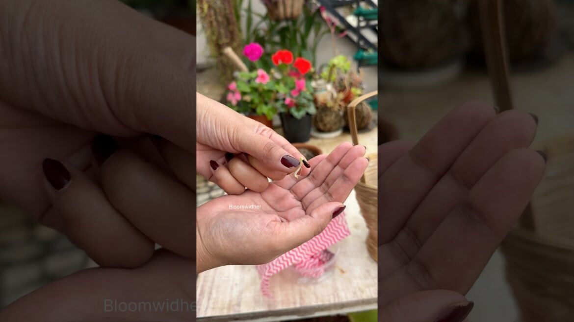 How to Grow an Apple Tree from an Apple: Easy Kitchen Gardening Hack! 🍎🌱#gardening #shorts