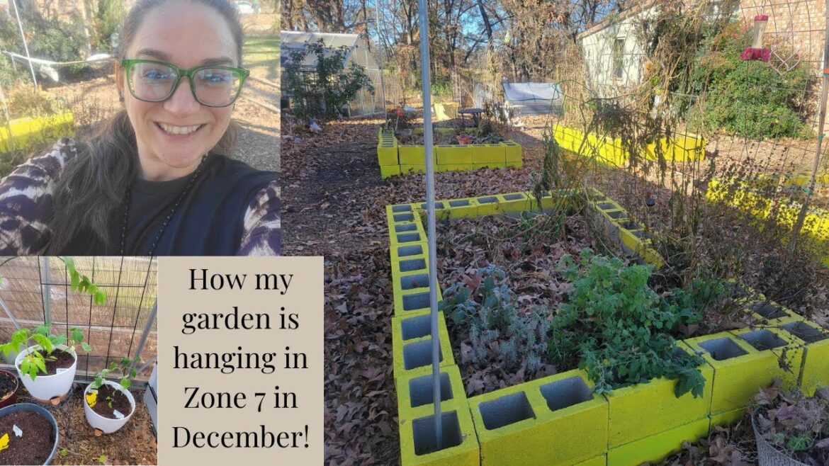 Winter Garden Secrets: What Survived the Frost? 🌿❄️ Winter Garden Secrets: What Survived the Frost? 🌿❄️