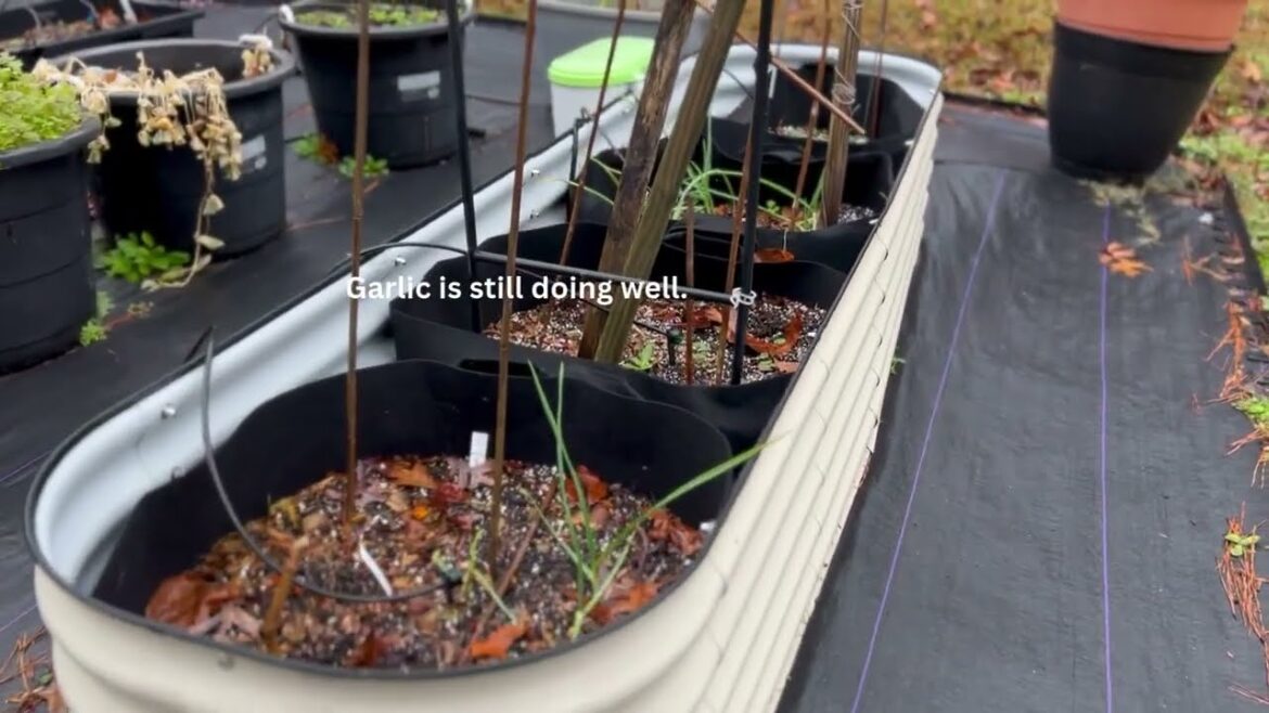 Fall Container Garden Reset