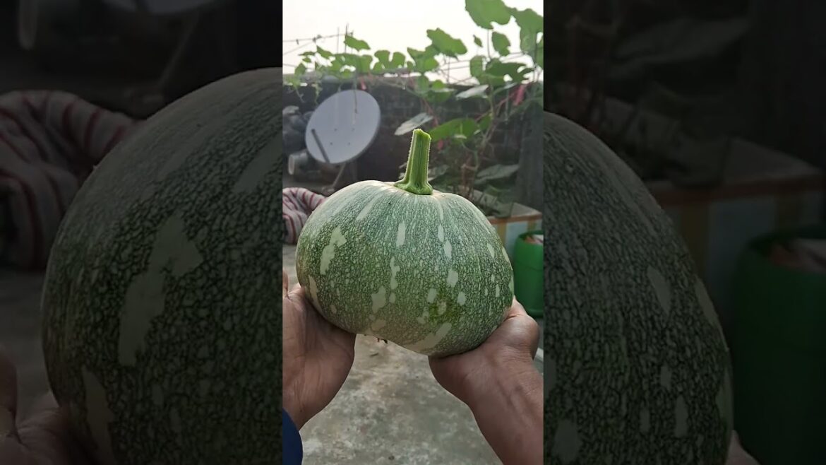 Grow your Own food❤️ ||organic vegetables harvesting from terracegarden #youtube #vegetablegardening