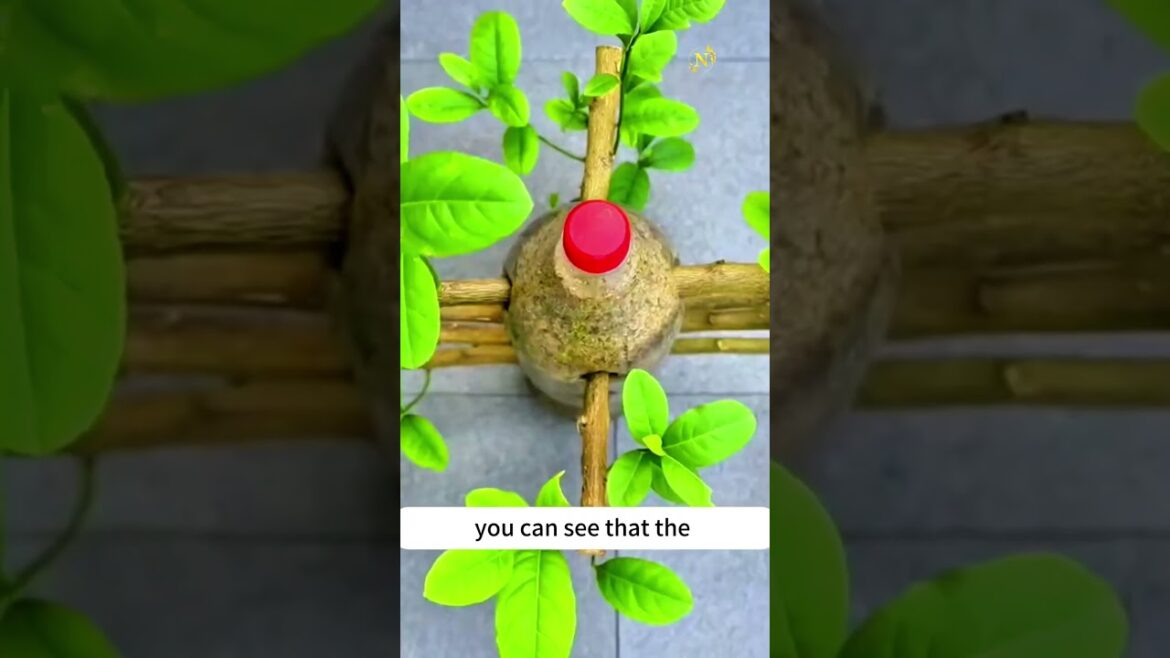 Propagate Lemon Trees in Plastic Bottles: Easy Gardening Hack! Propagate Lemon Trees in Plastic Bottles: Easy Gardening Hack!