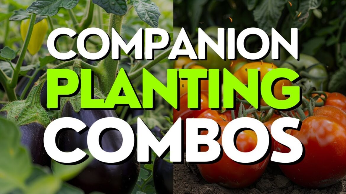 Unusual Companion Planting Combos You Haven’t Tried Yet Unusual Companion Planting Combos You Haven't Tried Yet