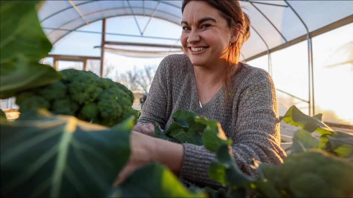 I'm a bit sheepish (Winter Garden Harvest) | VLOG