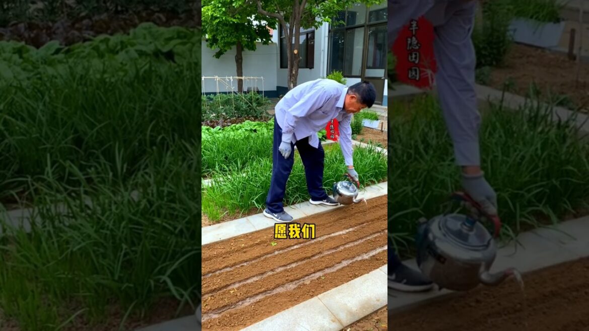 During the Dragon Boat Festival, the whole yard is filled with the fragrance of vegetables.