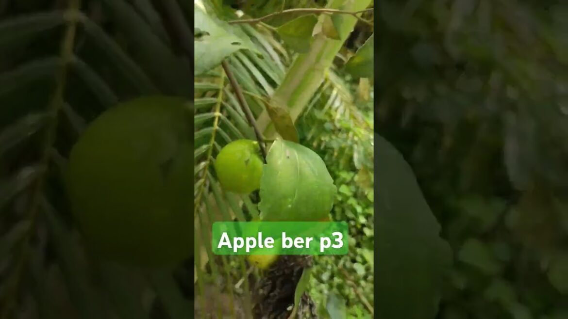 Apple 🍏 ber #beautiful #apple #ber #fruits #farming #desi #indian #garden #tips #shorts #video#2024