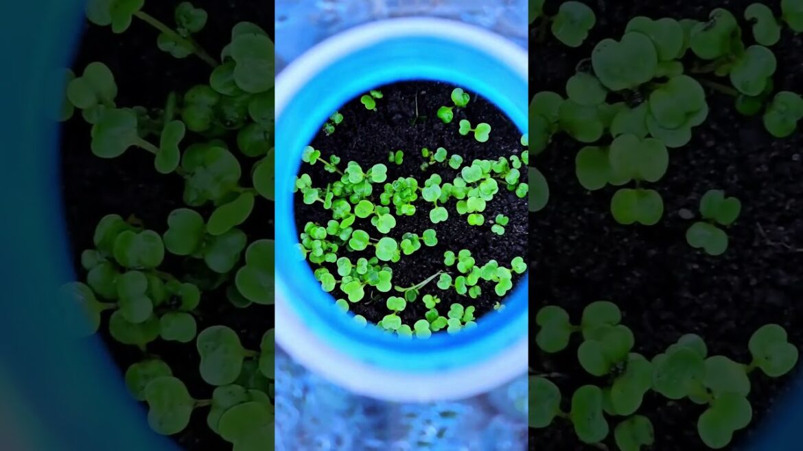 Gardener Alex - September 15, 2024 #harvestgarden