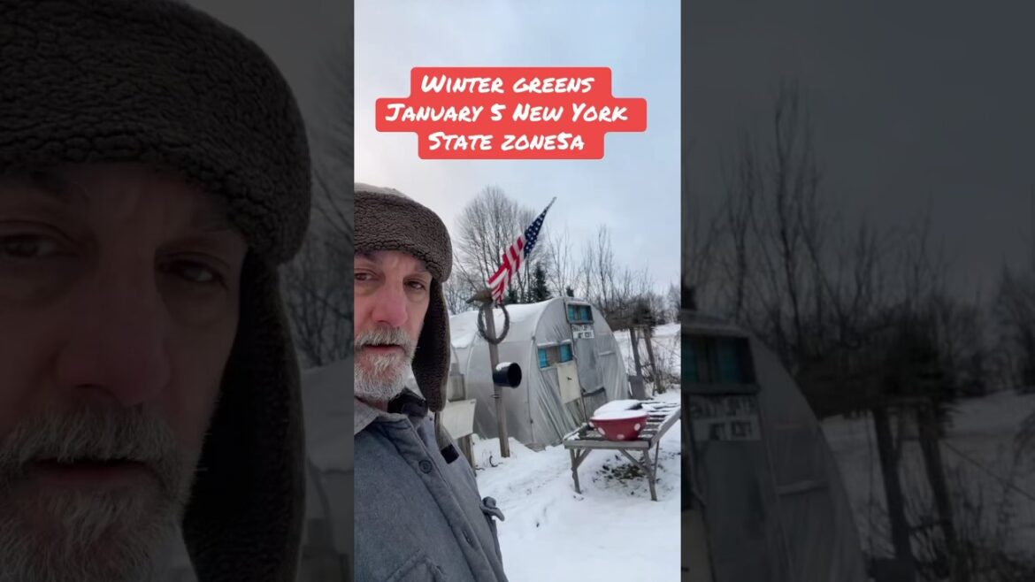 Salad mix in the winter time #garden #greenhouse #vegetablegardening