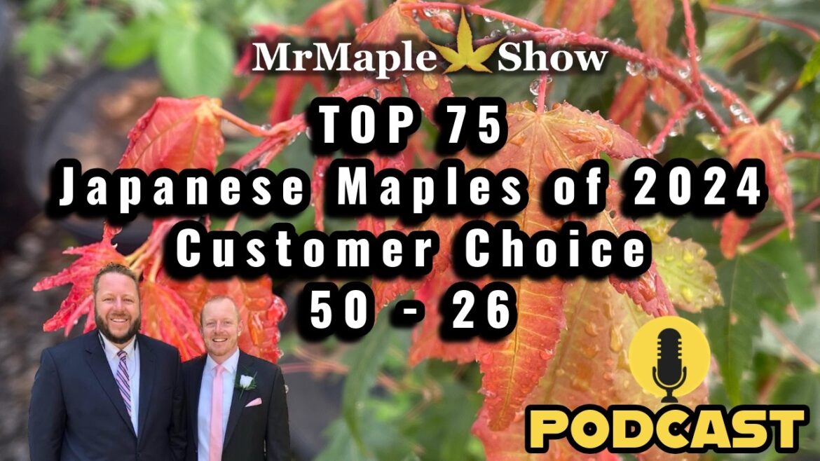 Top 75 Japanese Maples Of 2024 Customer Choice #'s 50 - 26 | MrMaple Show Podcast