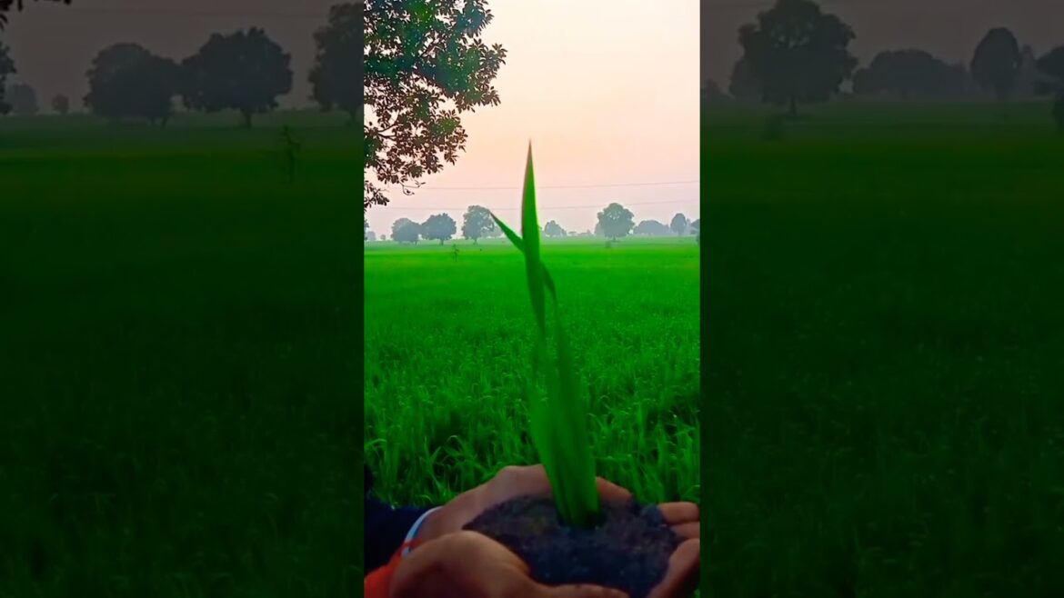 🇮🇳🌾farming reel #shorts #viralnews#ternding #instagram #instagood #villagelife #newvideo #viral 🇮🇳🌾farming reel #shorts #viralnews#ternding #instagram #instagood #villagelife #newvideo #viral
