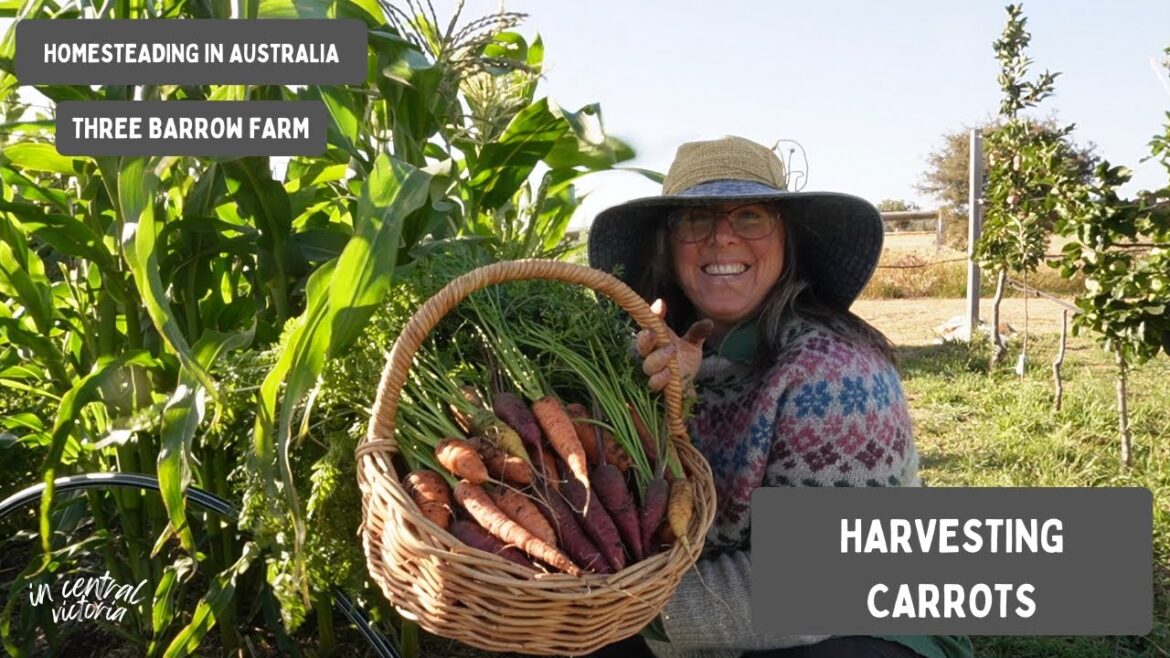 Garden Harvest: Carrots – Central Victoria, Australia – Vegetable Gardening Zone 9b Garden Harvest: Carrots - Central Victoria, Australia - Vegetable Gardening Zone 9b