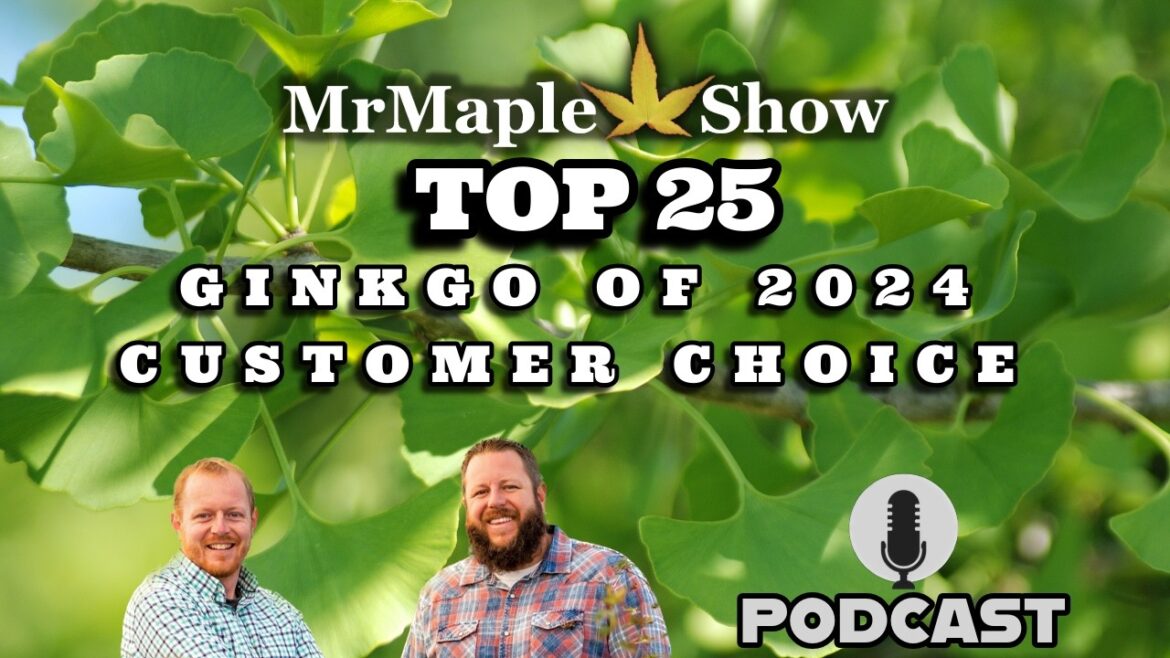 Top 25 Ginkgo Of 2024 Customer Choice | MrMaple Show Podcast Top 25 Ginkgo Of 2024 Customer Choice | MrMaple Show Podcast
