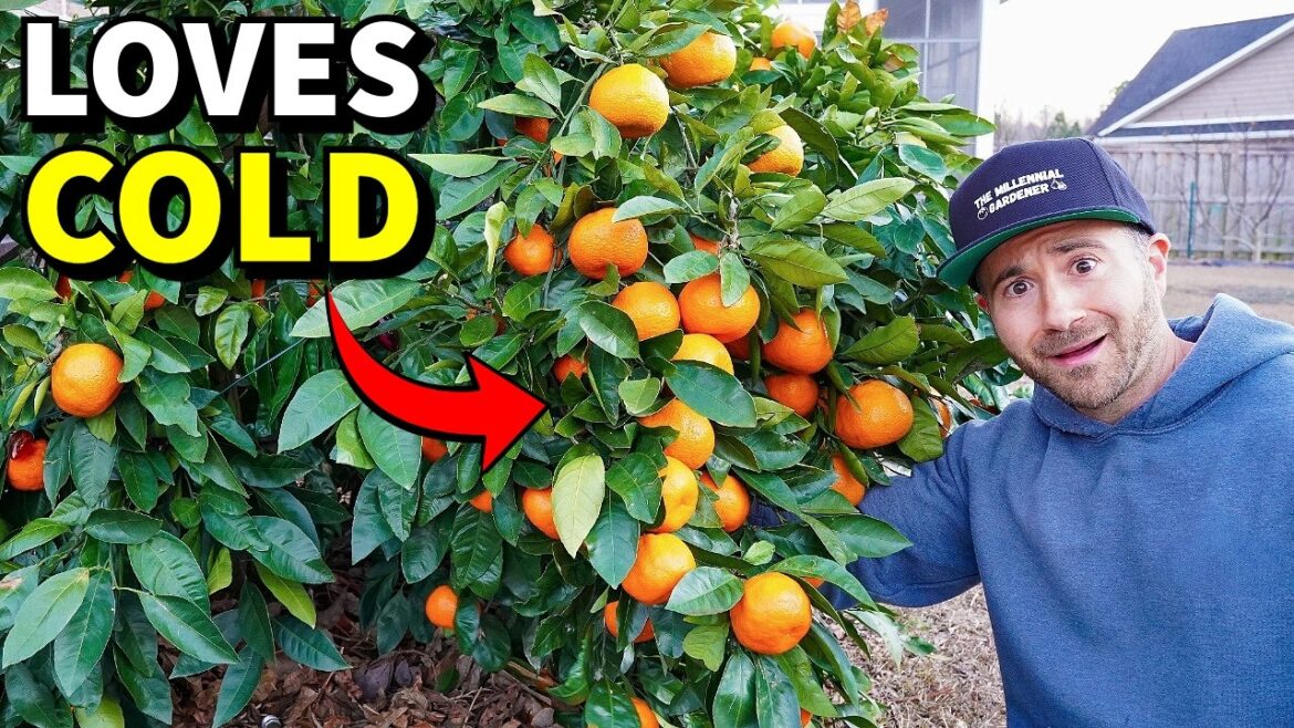 4 Astonishing CITRUS TREES That THRIVE In Cold Climates! 4 Astonishing CITRUS TREES That THRIVE In Cold Climates!