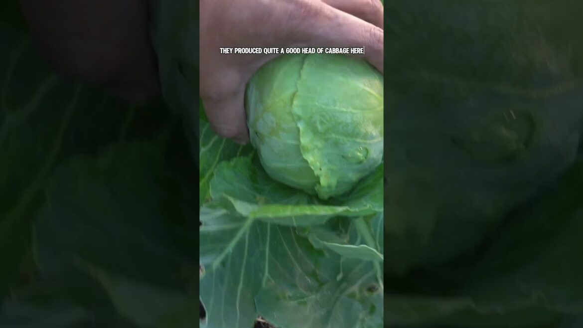 "Winter Vegetable Harvests: Broccoli, Cabbage & Galangal!"