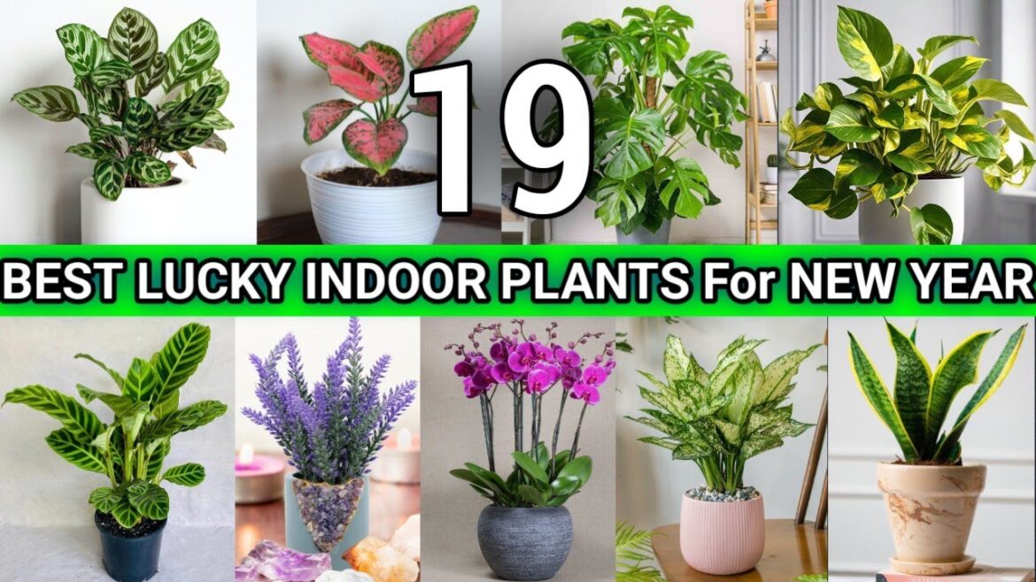 19 Best Lucky Indoor Plants for 2025 | New Year Lucky Plans to grow | Top 19 Lucky Plants for Home