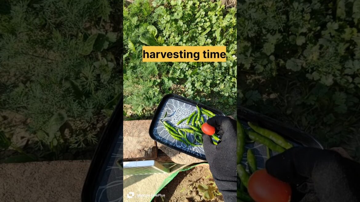 Vegetable gardening#Organic gardening# gardening