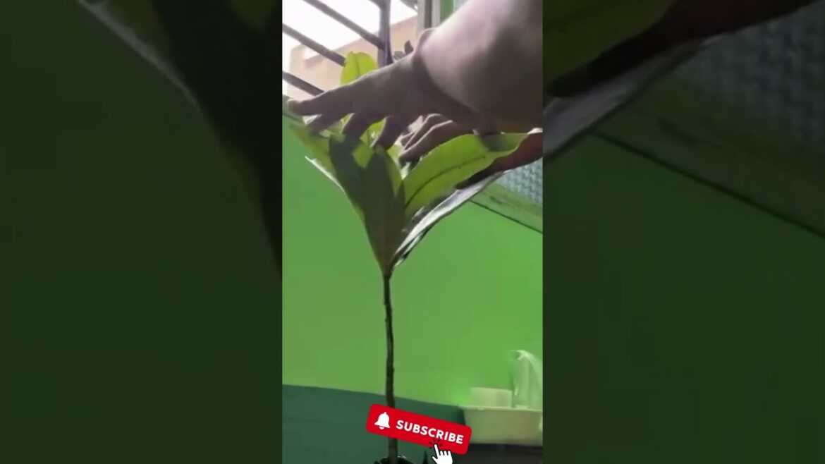 Paudhewale™ – Unboxing Live plants – Home delivery across India – Buy plants online. #shorts #viral Paudhewale™ - Unboxing Live plants - Home delivery across India - Buy plants online. #shorts #viral