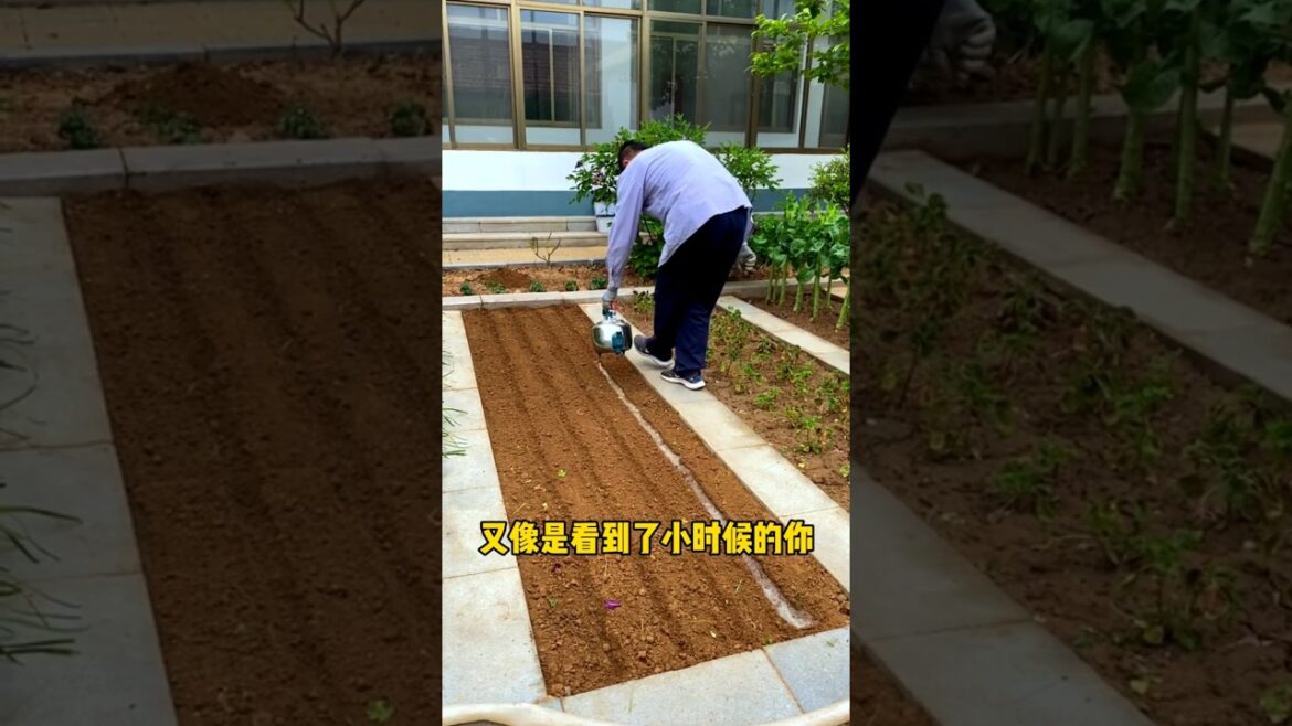 Planting vegetables in the yard and watching the children running around and playing.