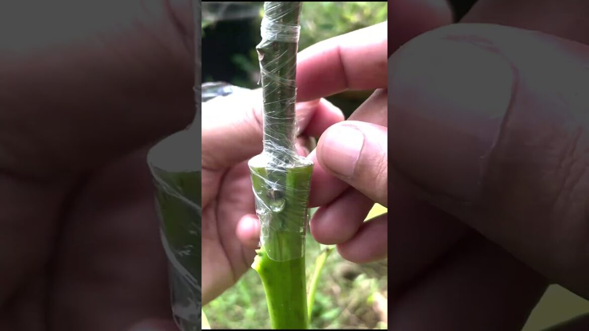 Avocado V Cut Grafting Made Easy EP159 #grafting #fruitgrafting #graft