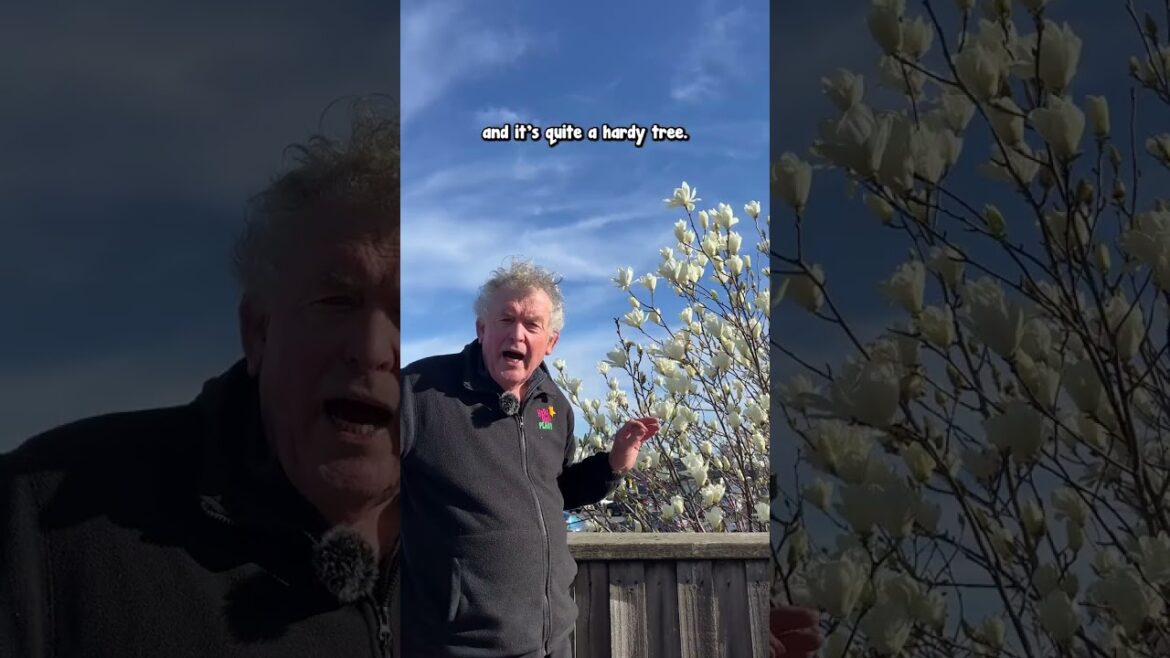 Magnolia Yulan Has The World’s Best Fragrance! Magnolia Yulan Has The World’s Best Fragrance!