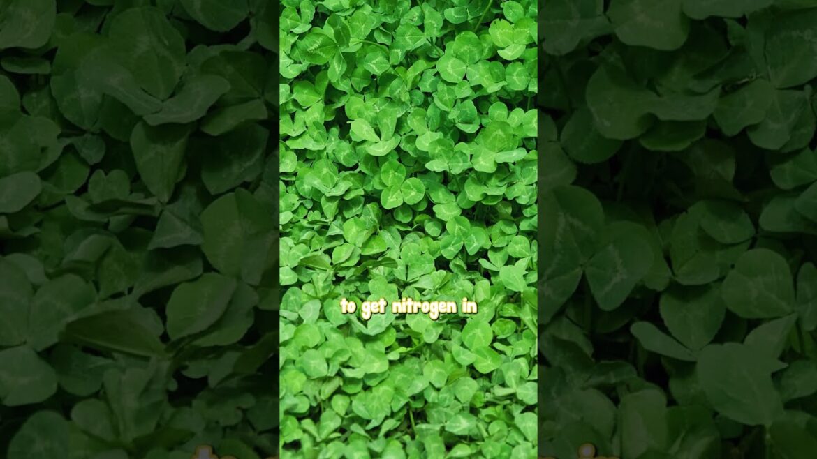 Plant one today and watch your garden thrive! 🌼 Plant one today and watch your garden thrive! 🌼