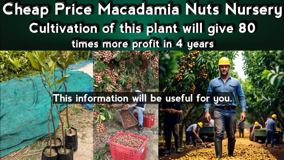 Macadamia Nut Farm | Macadamia Nut Plant | Macadamia | Macadamia Plant Cheap Price
