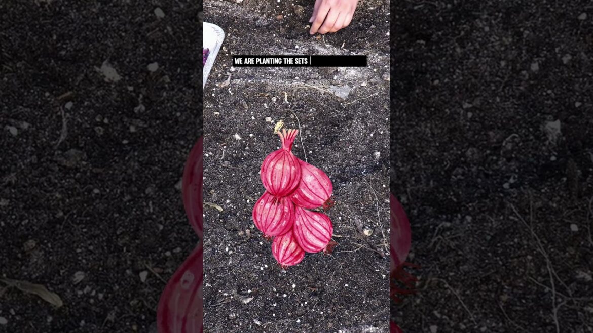 California Gardening: January Gardening Tips: Must-Do Tasks for a Flourishing Garden January Gardening Tips: Must-Do Tasks for a Flourishing Garden