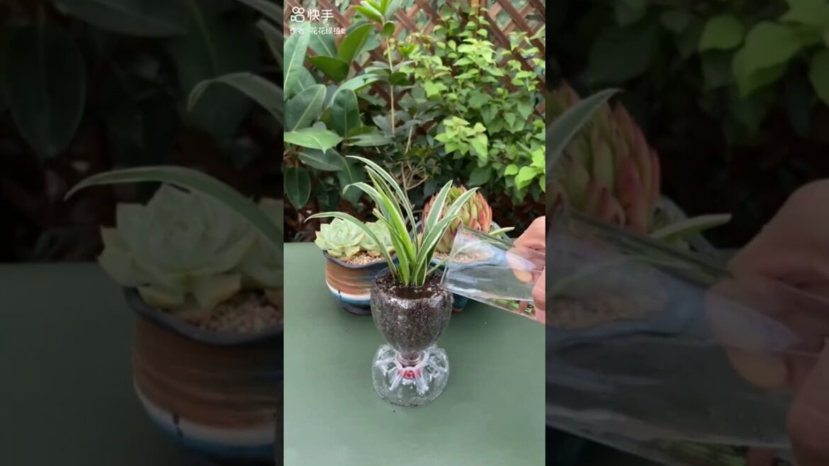 How to grow spider plants from beverage bottles