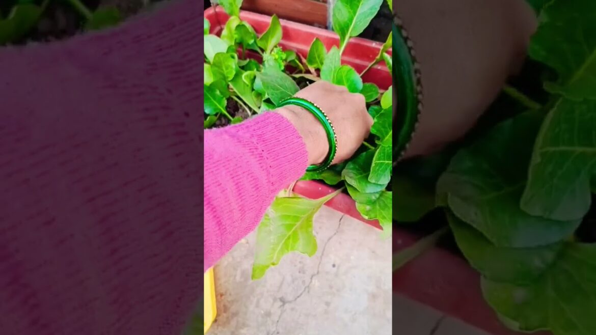 मेहनत तो हमेशा ही रंग लाती है#harvest #harvesting #tips #gardening #shortvideo #shorts #vegetables