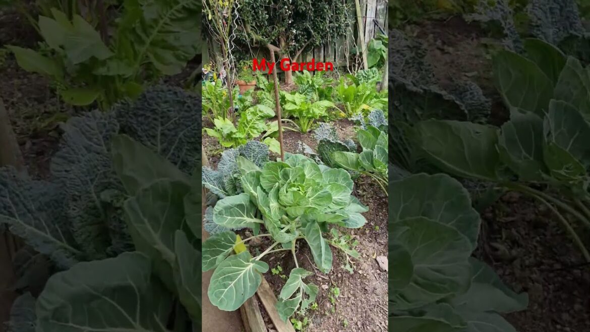 My Garden Hamilton. NEWZEALAND #gardens #vegetables