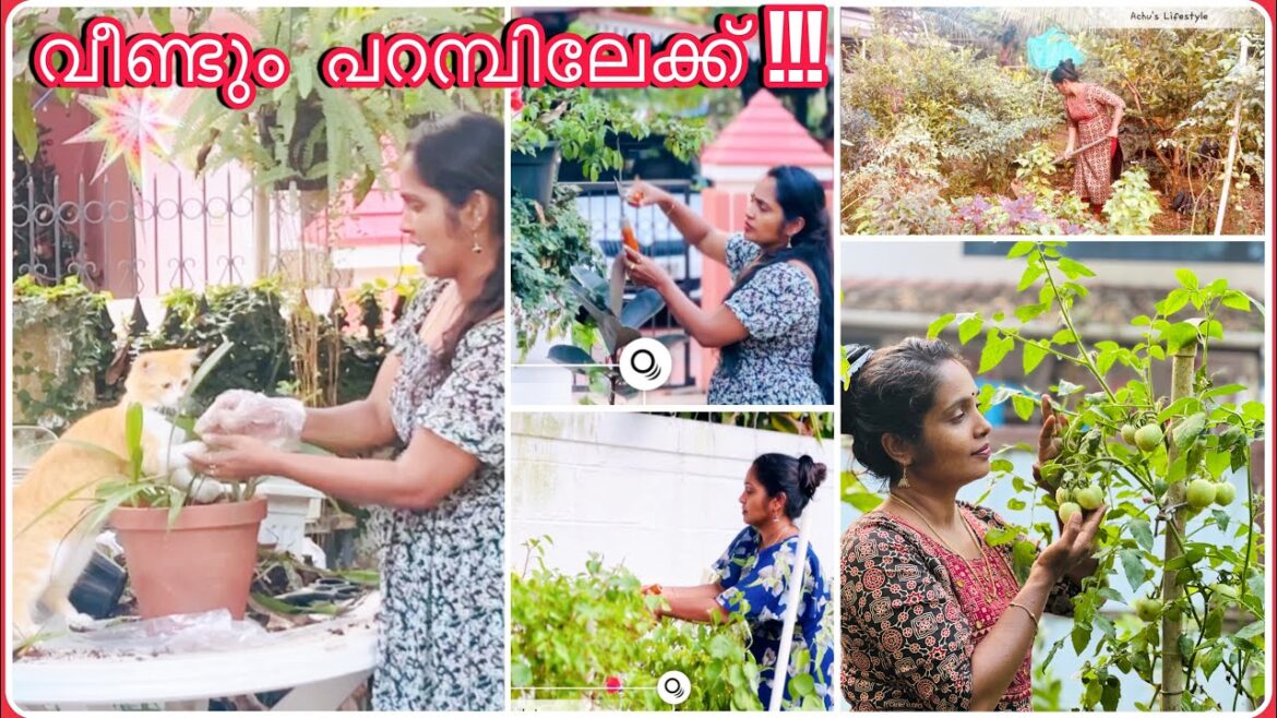 Evening Vlog | Backyard garden | Cleaning | Repotting | Pruning @achuslifestyle5796 Evening Vlog | Backyard garden | Cleaning | Repotting | Pruning @achuslifestyle5796