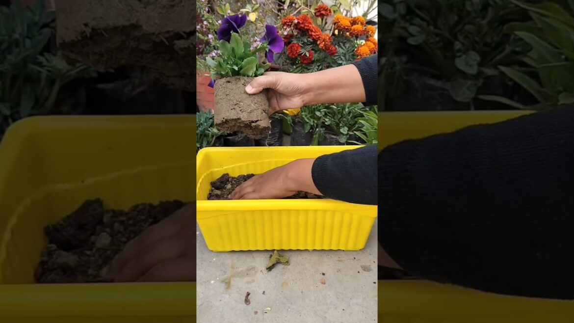 Repotting beautiful flowers #plants #wintergarden #repotting