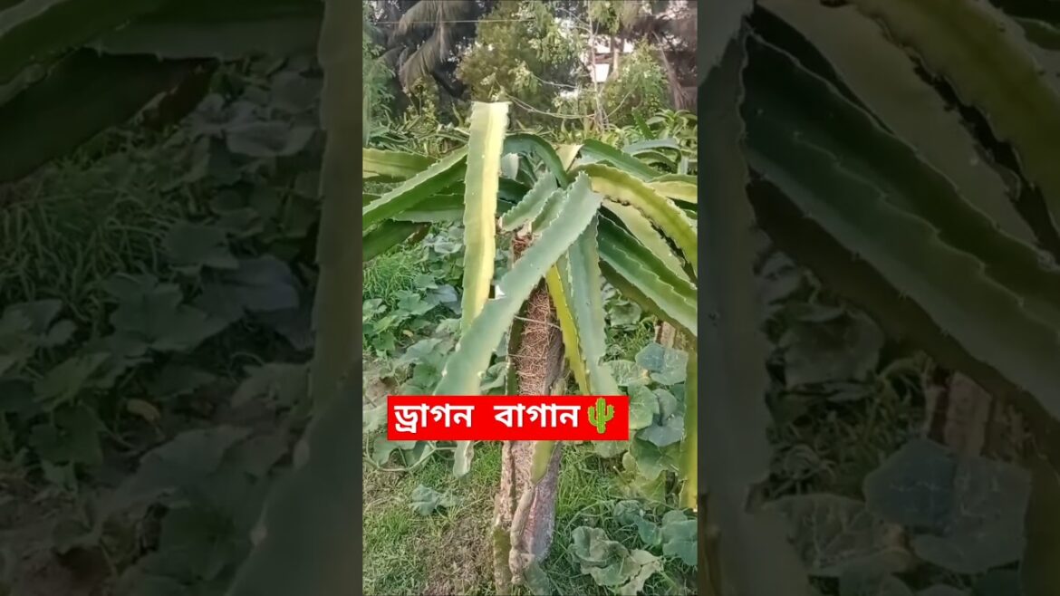 Cool Dragon Fruit Garden Tour.  #farming  #nature #agriculture