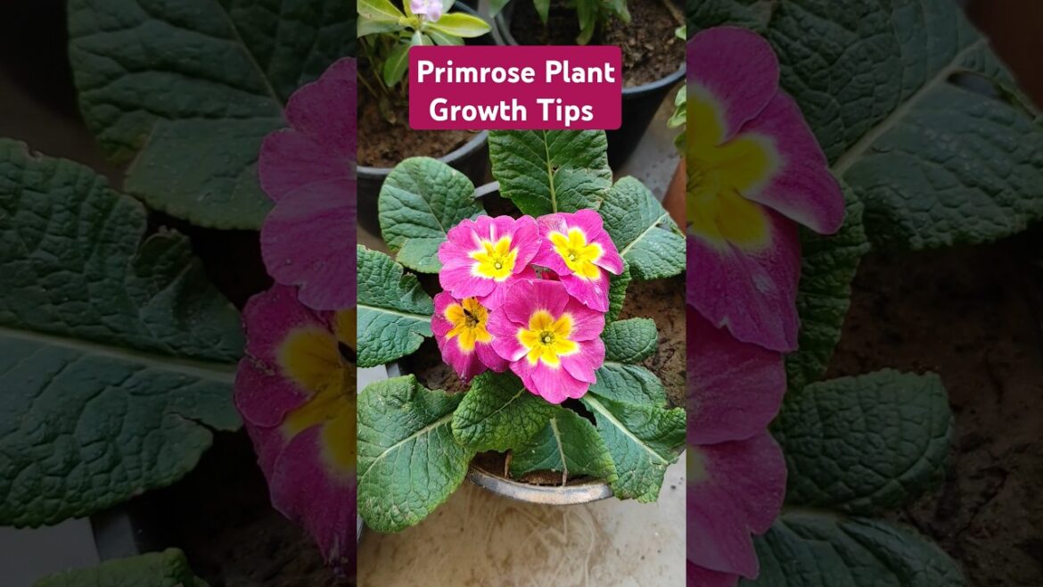 Primrose Plant Growth Tips for Heavy Flowering #primrose #shorts