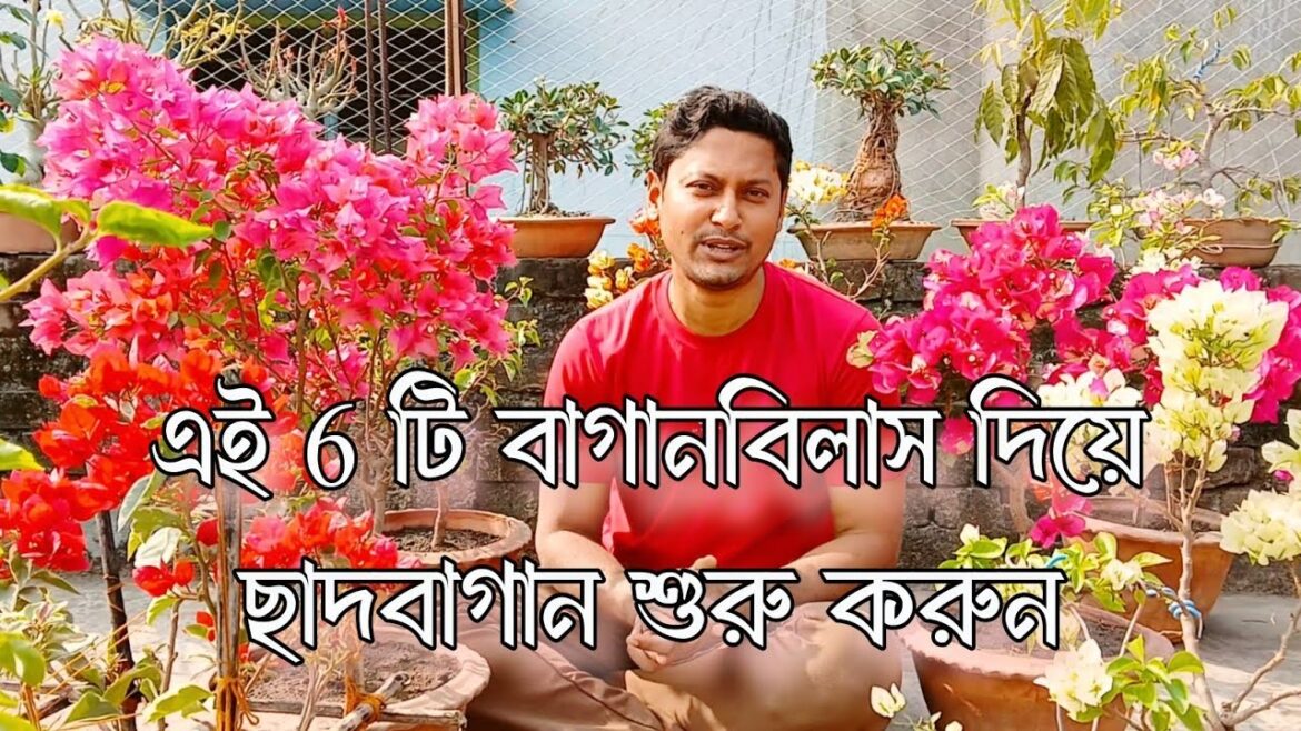 6 টি কমন অথচ সুন্দর বাগানবিলাস দিয়ে আপনার ছাদবাগান সাজান #plantcare #urbangardening #bougainvillea