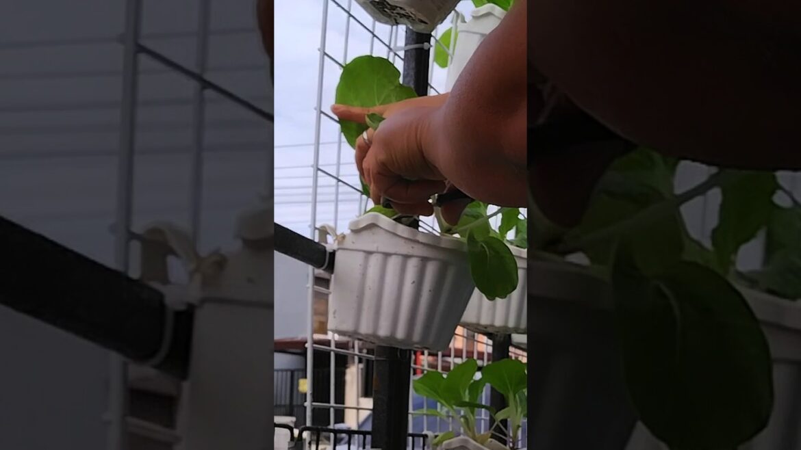 Vegetable pechay in a pot #short #greenhaven #vegetable